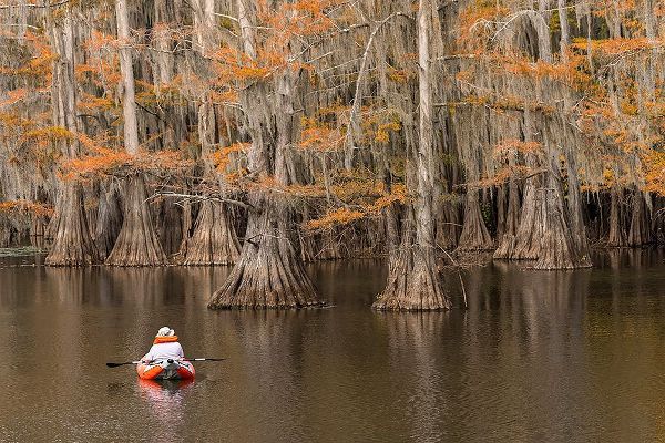 Jones, Adam 아티스트의 Bald Cypress tree draped in Spanish moss with fall colors and kayaker Caddo Lake State Park작품입니다.